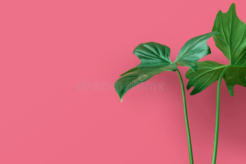 Real leaves on pastel color background. Botanical tropical stock images