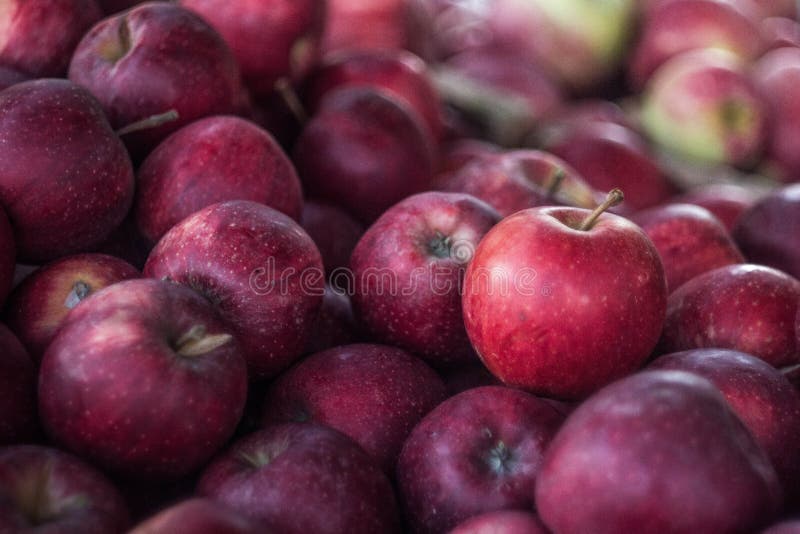 Real Natural Unedited Organic Fresh Red Apples Stock Image Image of seasonal, authentic 238120357