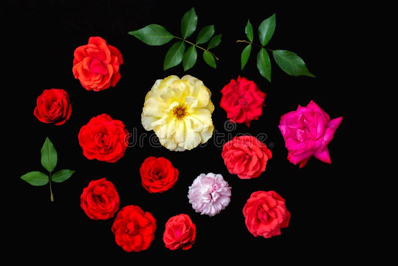 Real rose flower selection, Craft cut-out. Black background flat-lay stock image Real rose flower selection, Craft cut-out. Black background flat-lay stock image