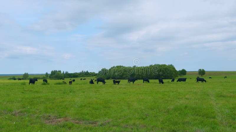 Black angus cattle grazing on a green grass pasture. Grass fed organic beef. Cow in pasture.