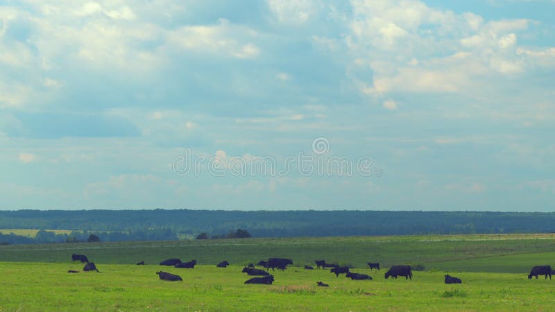 Black Angus In Summer Green Grassy Meadow. Skyline With Fluffy White Clouds In A Blue Sky.