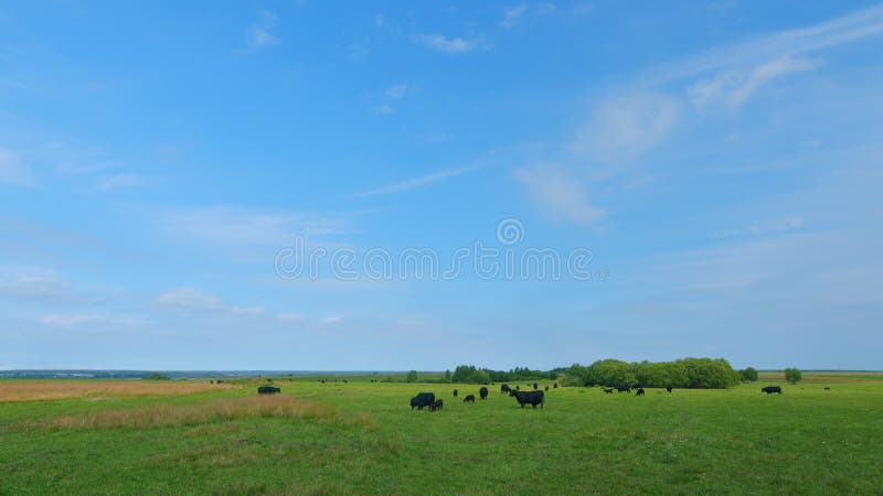 Herd or black angus cows. Cows graze in meadow. Animal grazing in pasture.