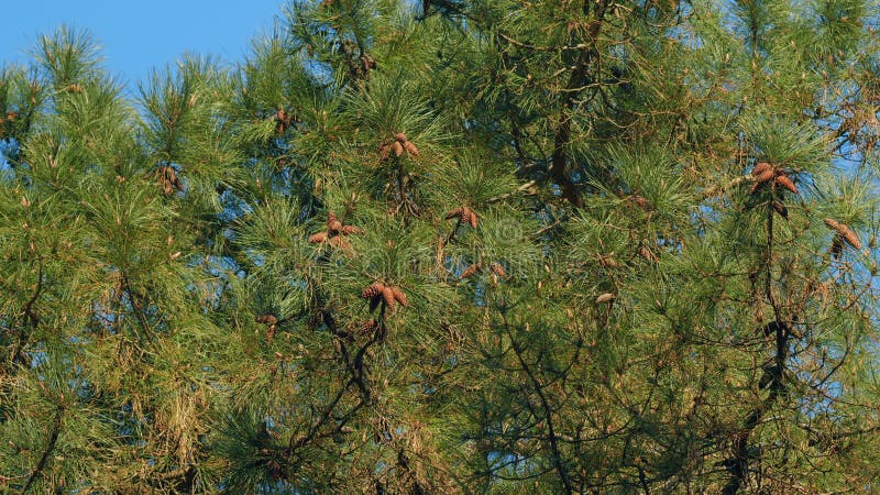 Destul de con de pin agățat de ramură. conuri de pin la sfârșitul ramurilor. stock footage