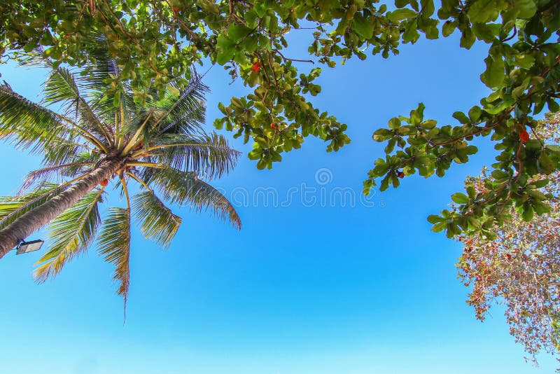 Real tree palm coconut and plant leaf in look up view frame position with clear blue sky background