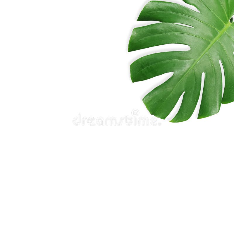 Real tropical leaves set pattern backgrounds on white.flat lay