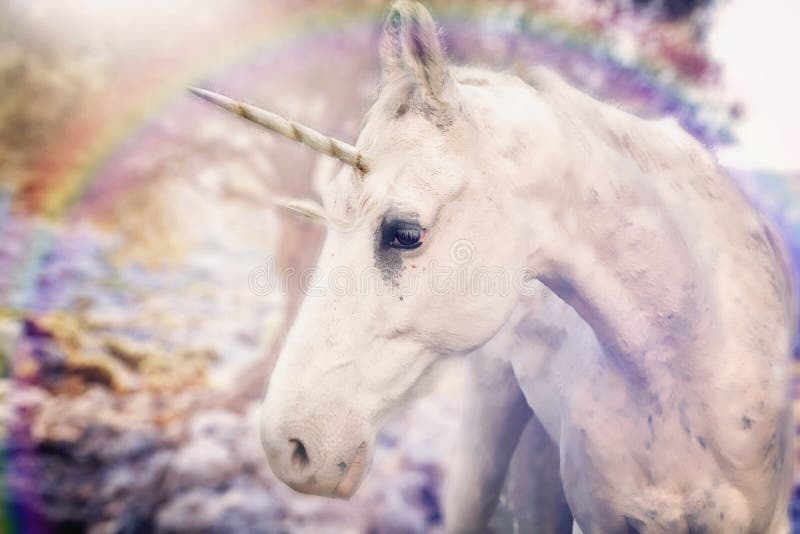 Real unicorn white horned horse