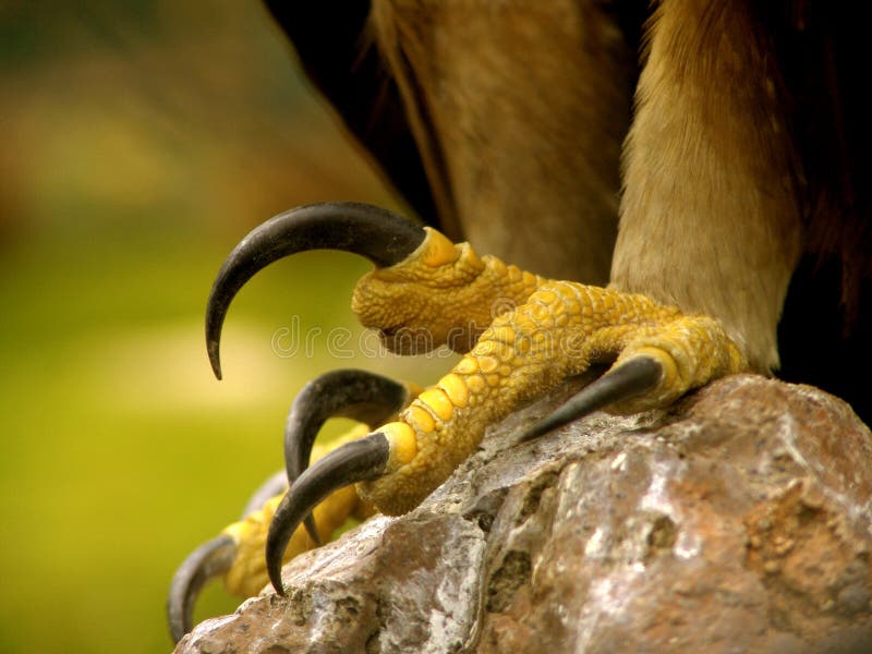 Real Eagle claws close up: a large bird of prey with a massive hooked bill and long broad wings, known for its keen sight and powerful soaring flight. [Aquila and other genera.]. Real Eagle claws close up: a large bird of prey with a massive hooked bill and long broad wings, known for its keen sight and powerful soaring flight. [Aquila and other genera.]