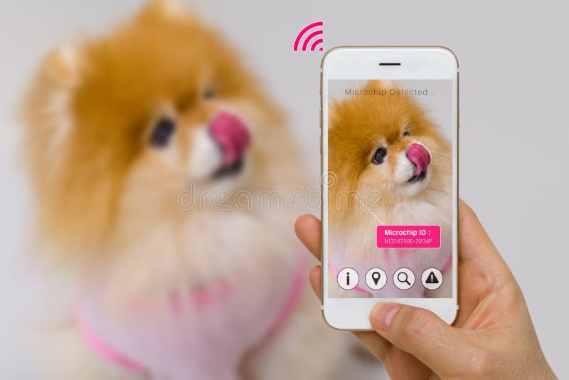 Realidad aumentada del microchip App del animal doméstico en concepto de la pantalla de Smartphone fotografía de archivo libre de regalías Realidad aumentada del microchip App del animal doméstico en concepto de la pantalla de Smartphone fotografía de archivo libre de regalías