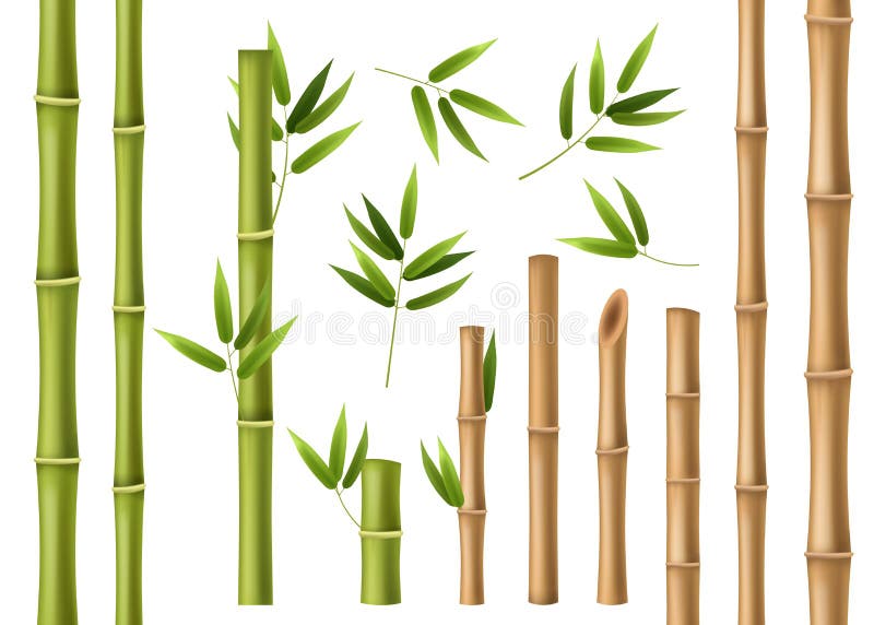 Realistic Bamboo Stick Brown And Green Tree Branch And Stems With Leaves  Isolated Decorative Closeup Elements East Forest Trees Exotic Botanical  Decor Eco Material Vector 3d Set Stock Illustration - Download Image
