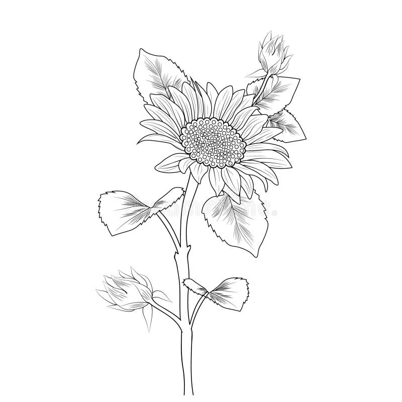 Premium Vector | Doodle sunflower tattoo illustration