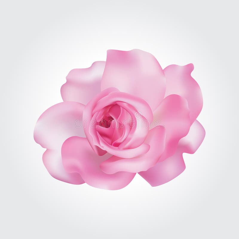 Realistic blooming  pink rose flower isolated on white background. Purple flora plant vector mesh design.