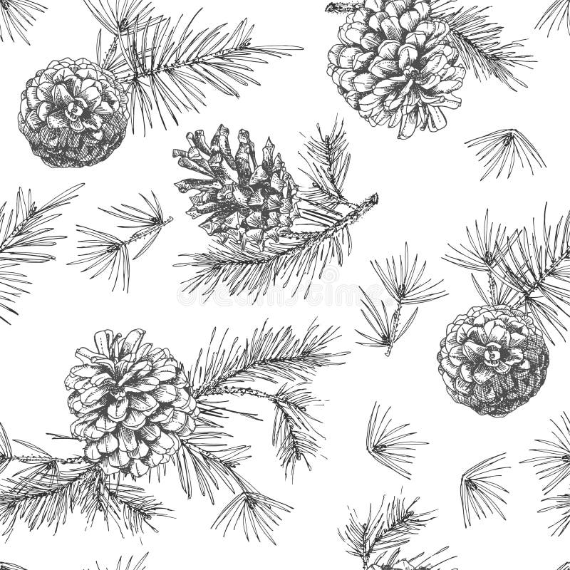 Realistic botanical ink sketch of fir tree branches with pine cone on white background. Vector illustrations vector illustration