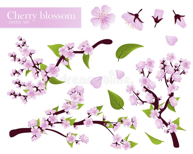 Realistic Cherry blossom stock illustration. Illustration of blossom
