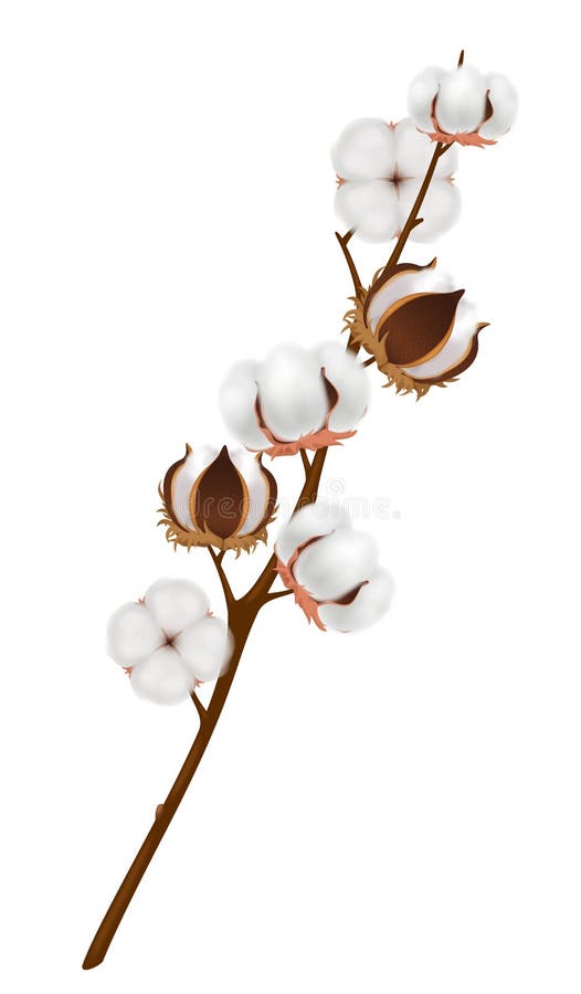 Realistic Cotton Flower Branch Composition