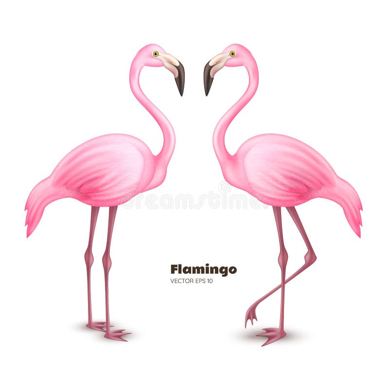 Vector realistic 3d pink flamingo set