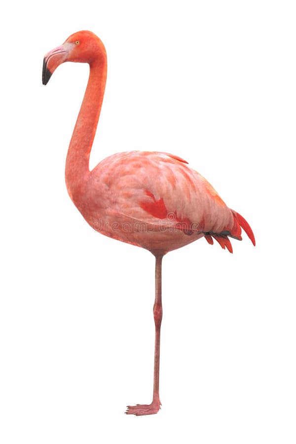 3d Render Of American Flamingo Stock Illustration Illustration Of Folded Feather 105706469 [ 900 x 600 Pixel ]