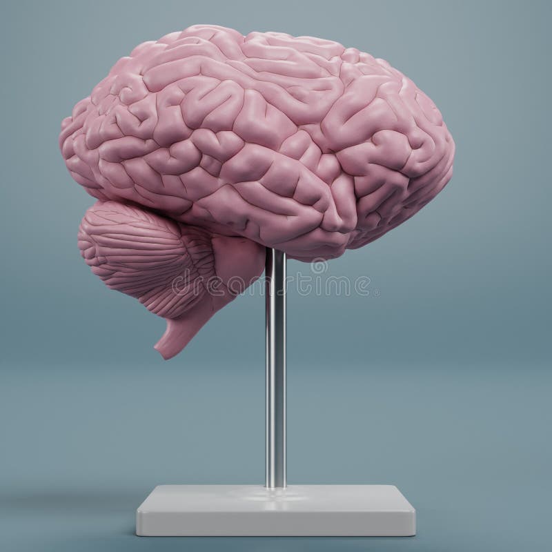 3D Render of Plastic Brain Model Stock Illustration Illustration of