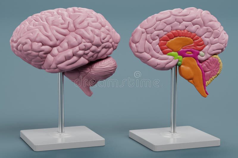 3D Render of Plastic Brain Model Stock Illustration Illustration of