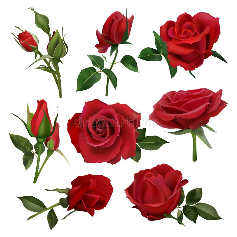 Red Roses Realistic Vector Set Stock Illustrations – 1,044 Red Roses ...