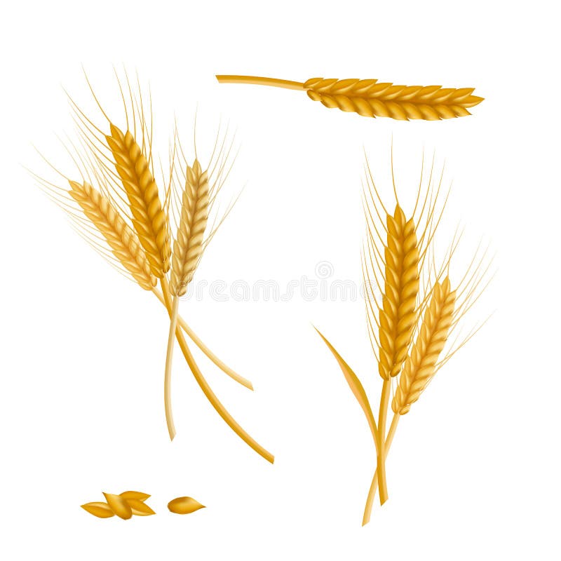 Realistic Detailed Color Wheat Ear. Vector Stock Vector - Illustration ...