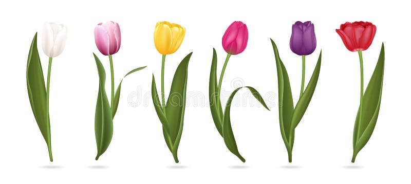 Download Realistic Detailed 3d Colorful Tulips Buds Set. Vector ...