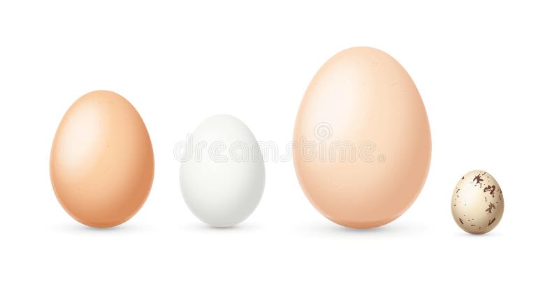 Realistic Detailed 3d Different Types and Sizes Eggs Set. Vector