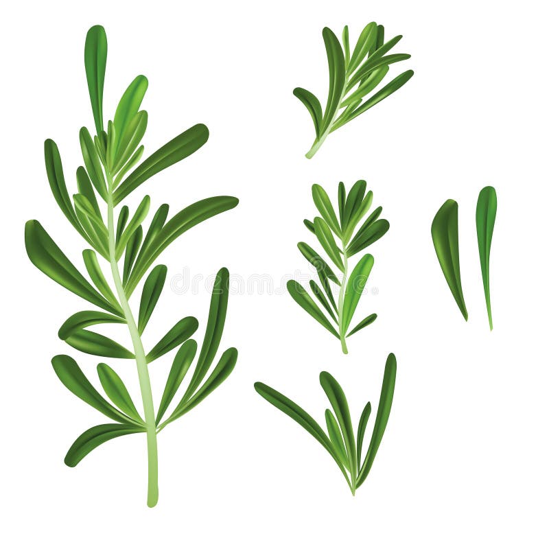 Sprig green rosemary culinary herb spice Vector Image