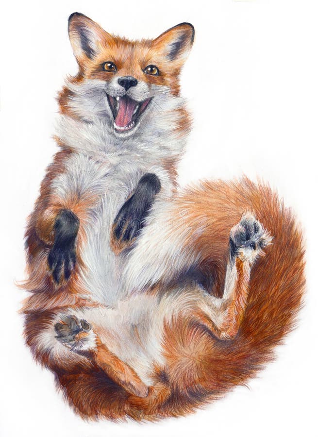 Realistic Fox Drawing Stock Illustrations – 1,702 Realistic Fox Drawing  Stock Illustrations, Vectors & Clipart - Dreamstime