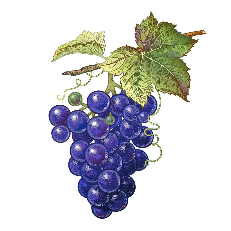 Grapes Coloring Page | Easy Drawing Guides