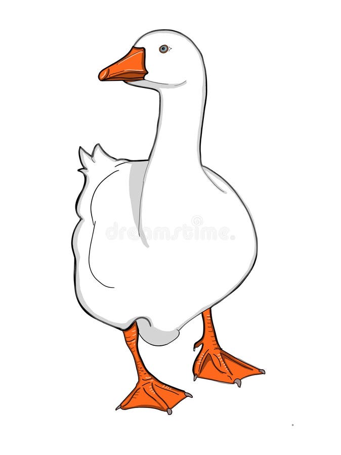 Realistic Duck Goose Illustration Drawing Illustration Drawing Drawing  Coloring Drawing Illustration Stock Vector - Illustration of wild, farm:  108446179