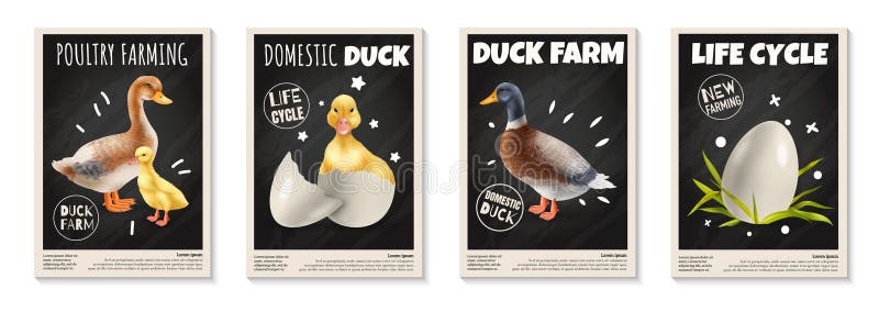 Duck Life Cycle Infographics 26322203 Vector Art at Vecteezy