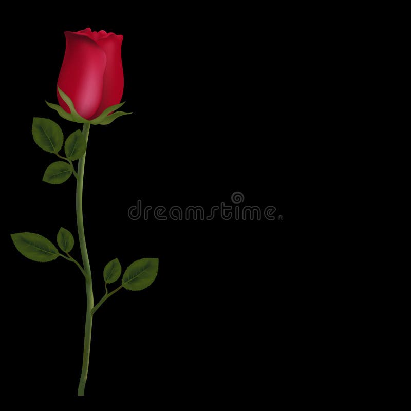 Realistic Flower of Red Rose Isolated on Black Background with ...