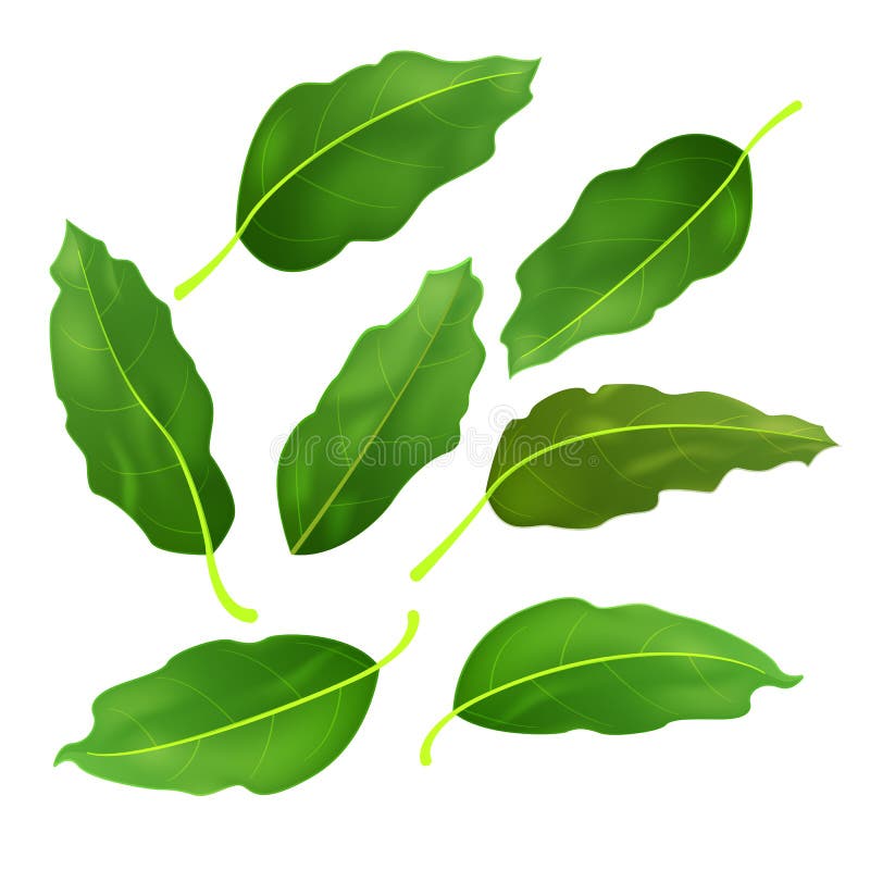 Bayleaf stock illustration. Illustration of graphics 4259270
