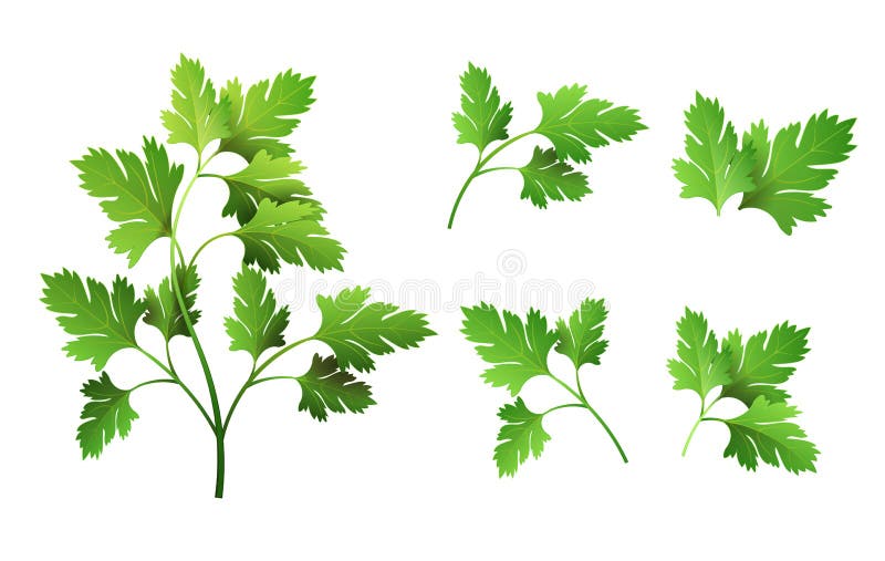 Fresh Parsley Leaf Stock Illustrations 5,703 Fresh Parsley Leaf Stock