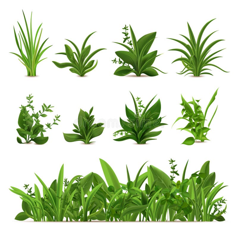 Realistic grass bushes. Green fresh plants, garden seasonal spring greens and herbs, botanical sprout vector isolated stock illustration