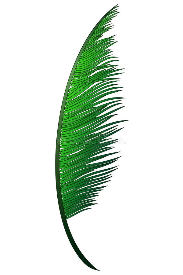 Download Realistic Green Branch Of Tropical Coconut Palm Stock Vector - Illustration of environment, hawaii: 109206951