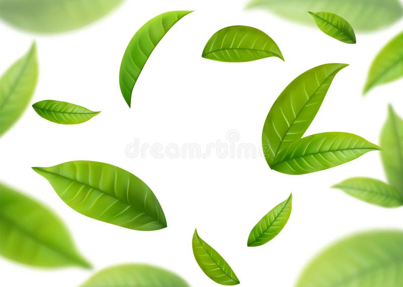 Realistic Green Tea Leaves in Motion Stock Illustration Illustration