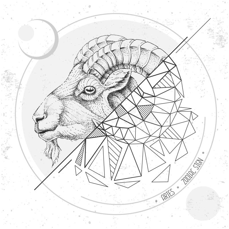 Realistic Hand Drawing and Polygonal Ram of Mouflon Head Illustration ...