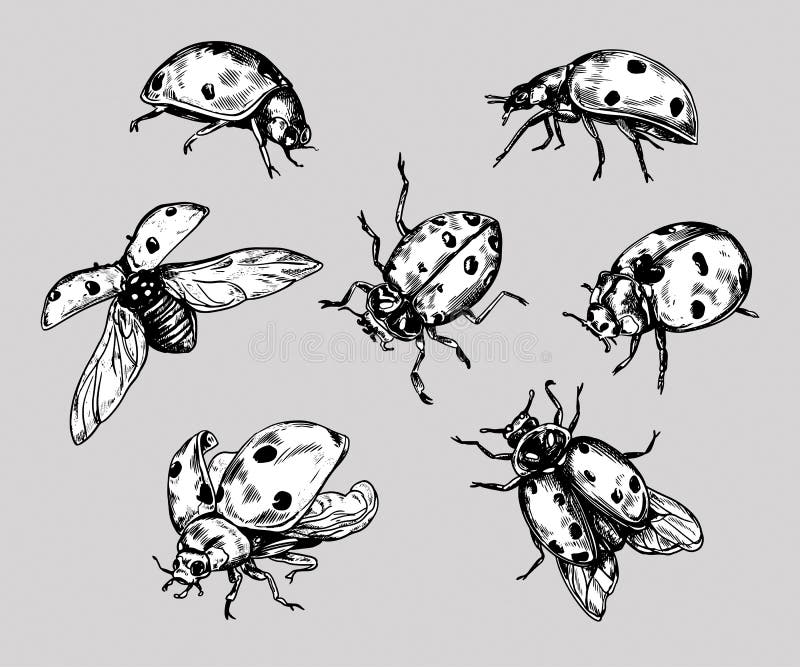 Ladybug Tattoo Art. Ladybird Illustration. Lady Beetle Tattoo. Dot Work Tattoo. Ladybug Symbol of Luck Stock Vector - Illustration of drawn, ornament: 130066792 Ladybug Tattoo Art. Ladybird Illustration. Lady Beetle Tattoo. Dot Work Tattoo. Ladybug Symbol of Luck Stock Vector - Illustration of drawn, ornament: 130066792