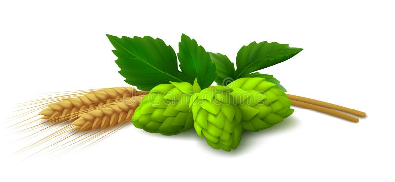 Realistic hops and ears of barley isolated on white background. Bunch of green hop cones with leaves, ears of barley isolated on white background. Realistic vector illustration Realistic hops and ears of barley isolated on white background. Bunch of green hop cones with leaves, ears of barley isolated on white background. Realistic vector illustration