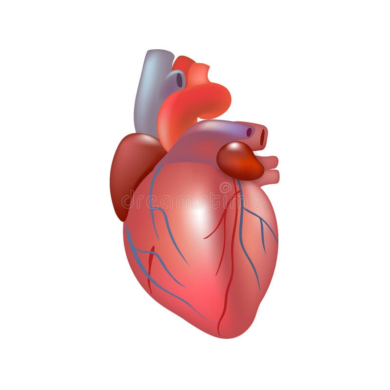 Realistic human heart isolated on white background. stock illustration Realistic human heart isolated on white background. stock illustration