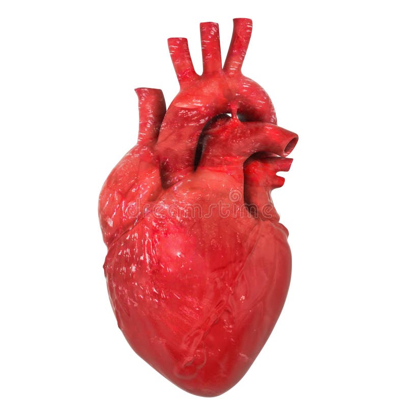 picture Real Human Heart Images 3D realistic human heart organ with aorta