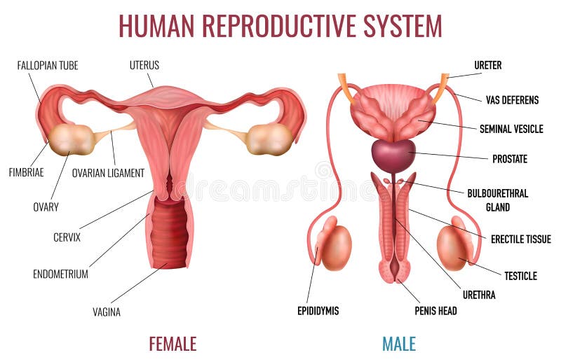 Reproductive System Stock Illustrations 4 704 Reproductive System Stock Illustrations Vectors Clipart Dreamstime