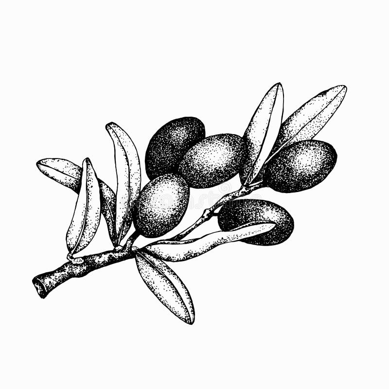 Realistic illustration of black and green olives branch isolated on white background. Design for olive oil, natural cosmetics, royalty free illustration Realistic illustration of black and green olives branch isolated on white background. Design for olive oil, natural cosmetics, royalty free illustration