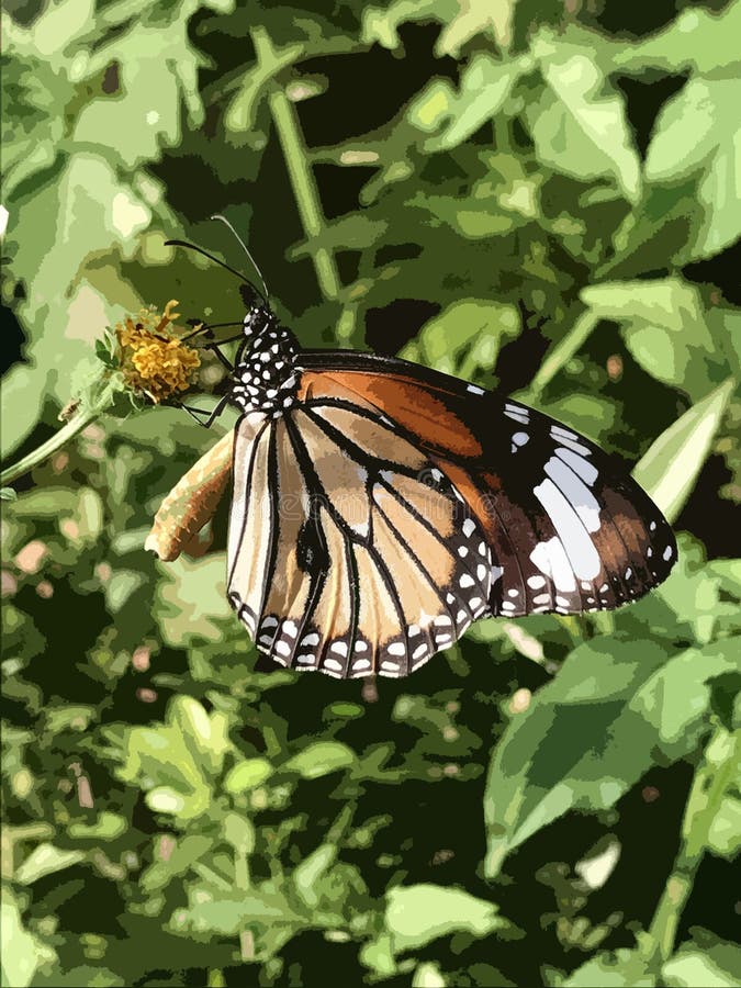 Realistic illustration of Danaus genutia, or Common Tiger Butterfly. vector illustration