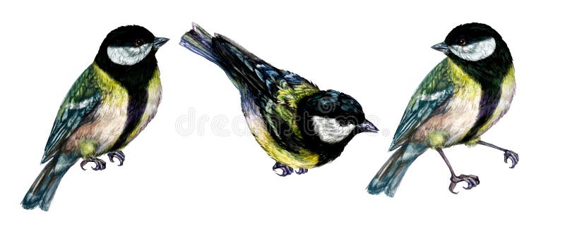 Watercolor Illustration of Great Tit Bird