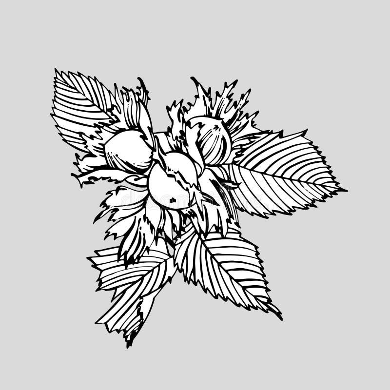 Realistic Illustration of Hazelnuts. Set of Graphic Hazelnuts Elements