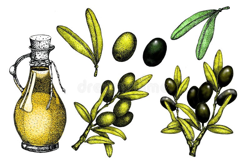 Realistic illustration set of black and green olives branch isolated on green background. Design for olive oil, natural cosmetics royalty free illustration Realistic illustration set of black and green olives branch isolated on green background. Design for olive oil, natural cosmetics royalty free illustration