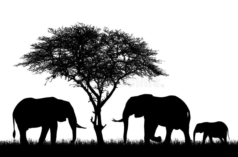 Realistic illustration with silhouette of three elephants on safari in Africa. Acacia tree and grass isolated on white background