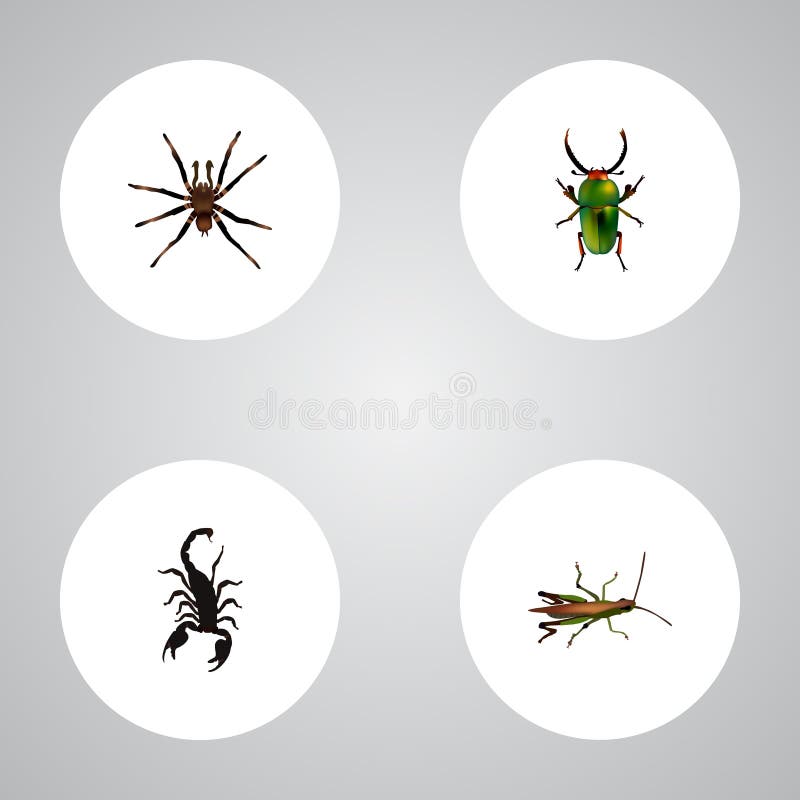 Realistic Insect, Arachnid, Poisonous And Other Vector Elements. Set Of Insect Realistic Symbols Also Includes Locust